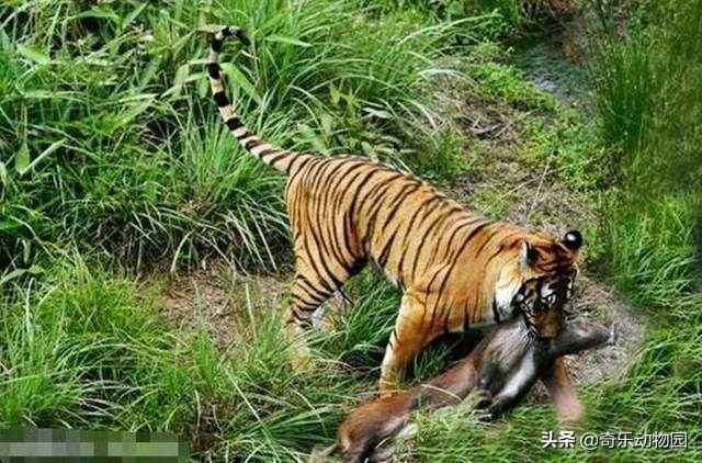 老虎捕獵為什麼咬後頸 老虎怎麼知道鎖喉是要害