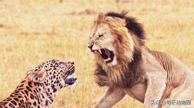 波斯豹與索馬裡雌獅戰鬥力對比 兩者單挑哪個厲害