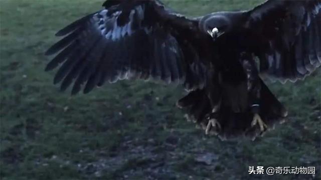 阿根廷巨鷹真的會吃獅子嗎 史上體型最大最兇猛的鷹