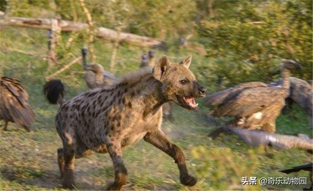 為什麼鬣狗和禿鷲同食 非洲鬣狗為什麼不攻擊禿鷲