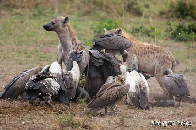 為什麼鬣狗和禿鷲同食 非洲鬣狗為什麼不攻擊禿鷲