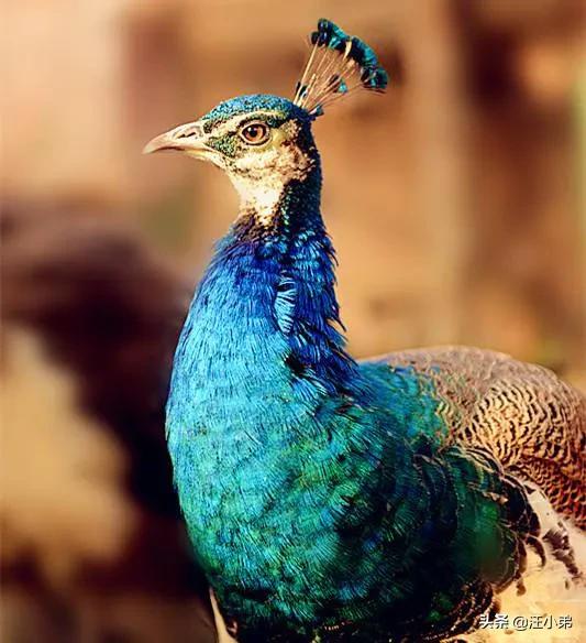 孔雀為什麼是百鳥之王 孔雀和猛禽老鷹誰最厲害