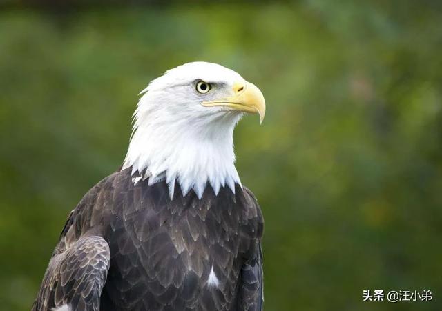 孔雀為什麼是百鳥之王 孔雀和猛禽老鷹誰最厲害