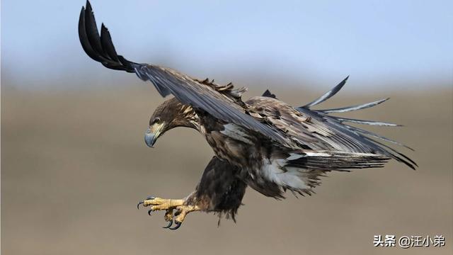 孔雀為什麼是百鳥之王 孔雀和猛禽老鷹誰最厲害