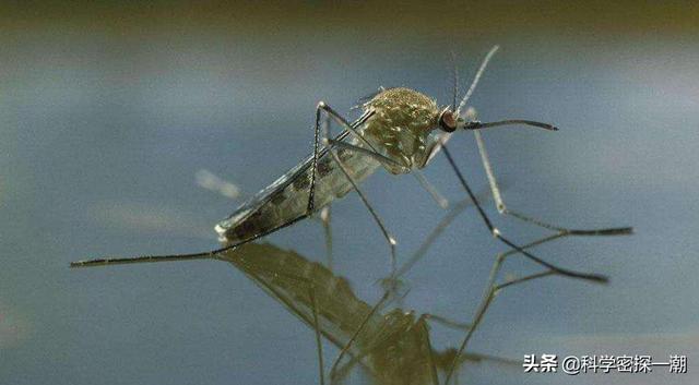 甲魚被蚊子叮瞭會死嗎 為什麼甲魚怕蚊蟲叮咬