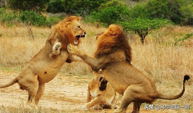 非洲野生雄獅死亡原因 野生雄獅的壽命有多長