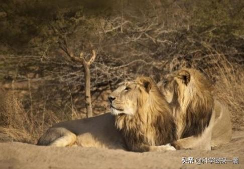 非洲野生雄獅死亡原因 野生雄獅的壽命有多長