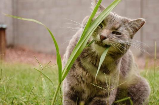 貓為什麼吃草 貓在地裡吃草之後吐什麼意思