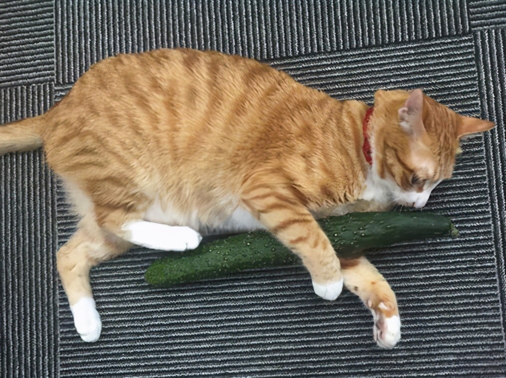 貓可以吃黃瓜嗎 寵物貓為什麼害怕黃瓜