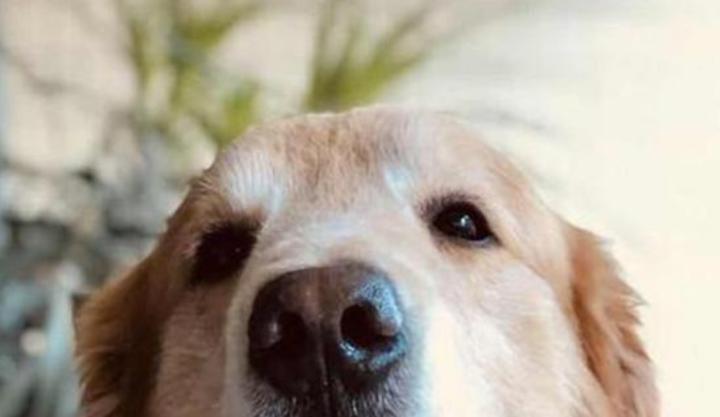 狗眼睛有膿狀眼屎用什麼藥治療 狗眼角有黃膿狀眼屎怎麼辦