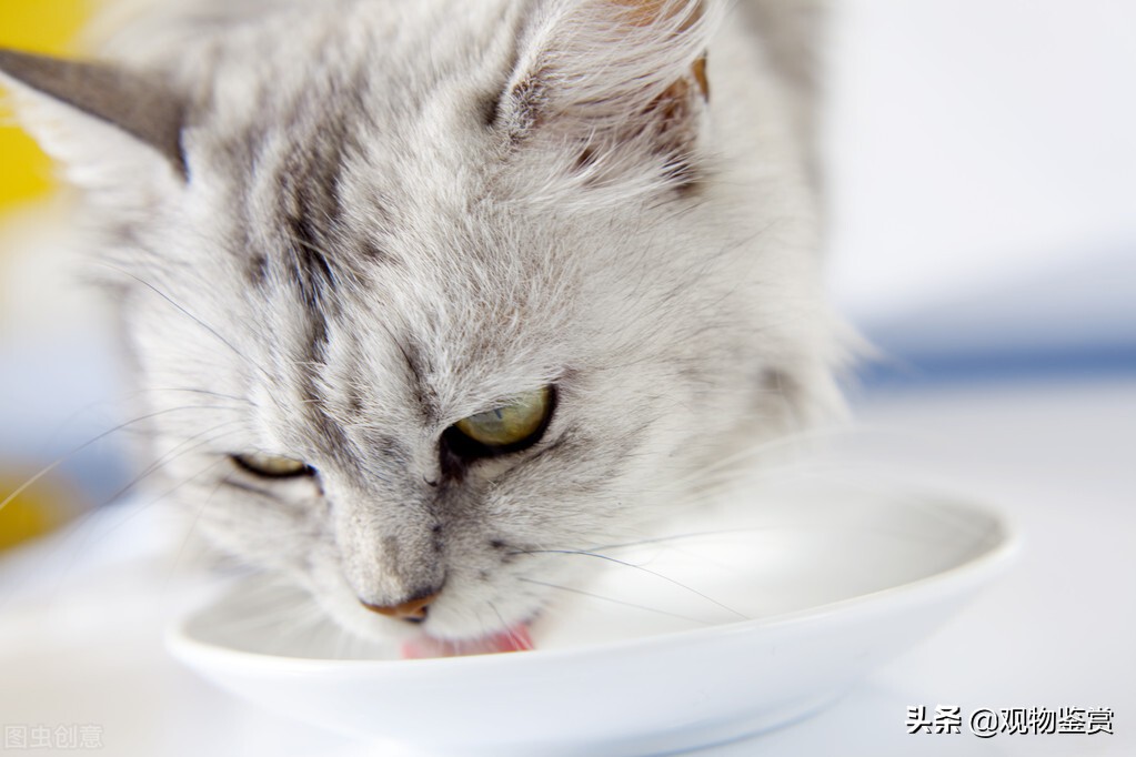 貓咪可以吃酸奶嗎 小貓喝人類的酸奶會怎麼樣