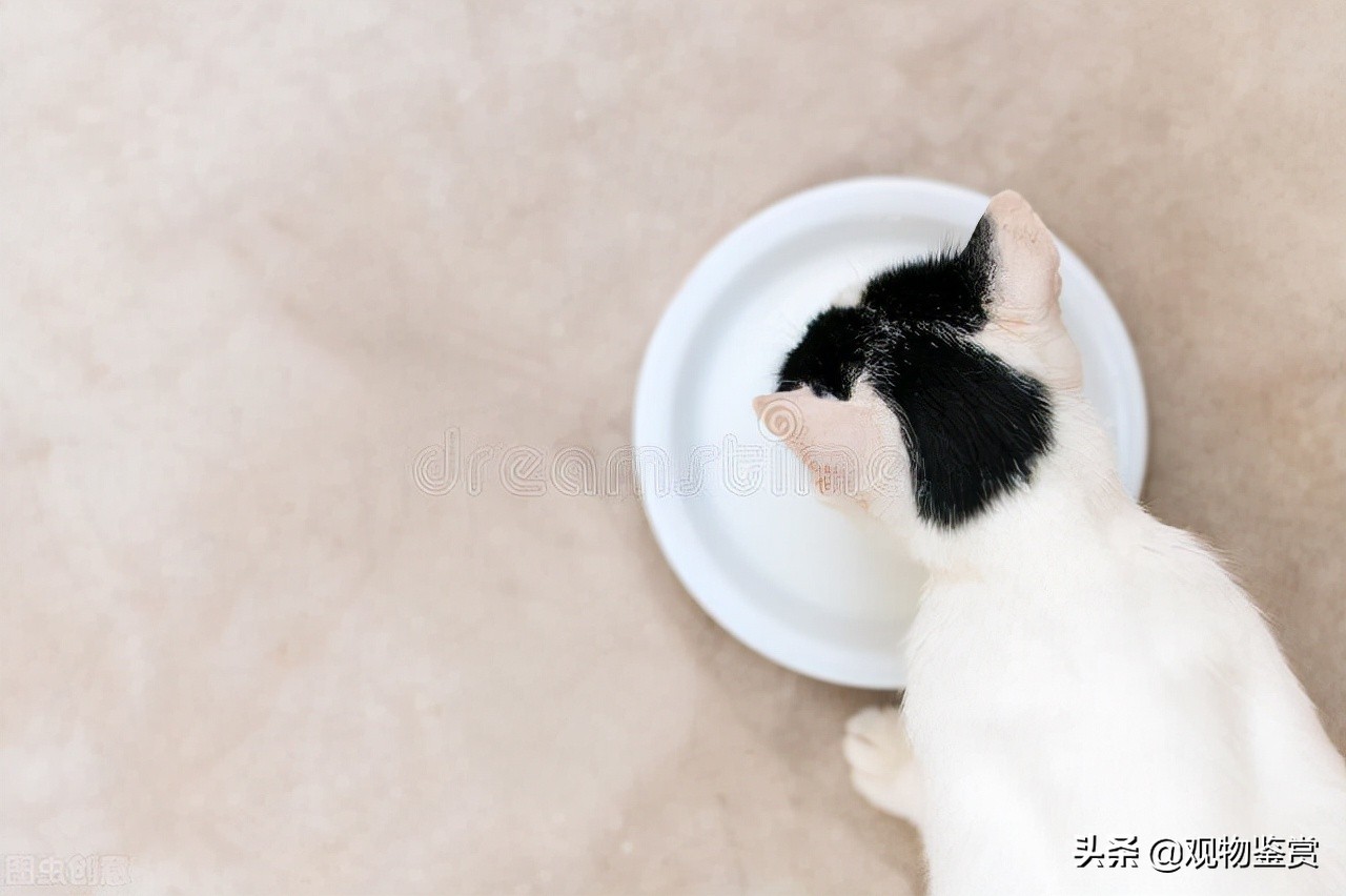 貓咪可以吃酸奶嗎 小貓喝人類的酸奶會怎麼樣