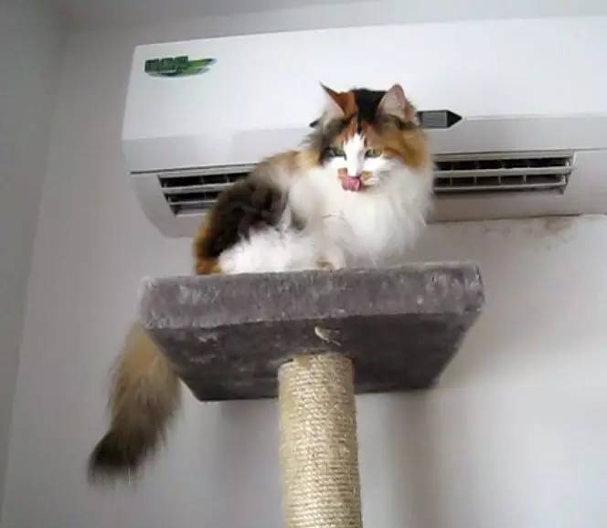 貓咪夏天怕熱嗎 夏季給貓咪解暑的5個小妙招