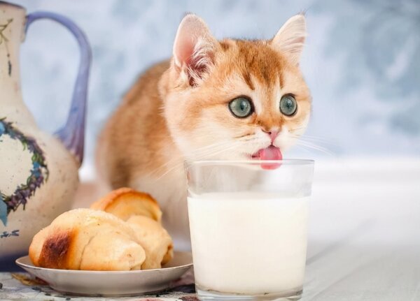 小貓咪可以喝純牛奶嗎 1到2個月的小貓喝純牛奶有事嗎