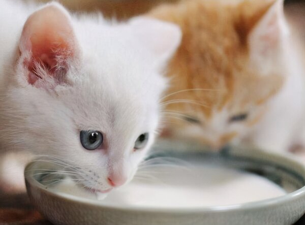 小貓咪可以喝純牛奶嗎 1到2個月的小貓喝純牛奶有事嗎