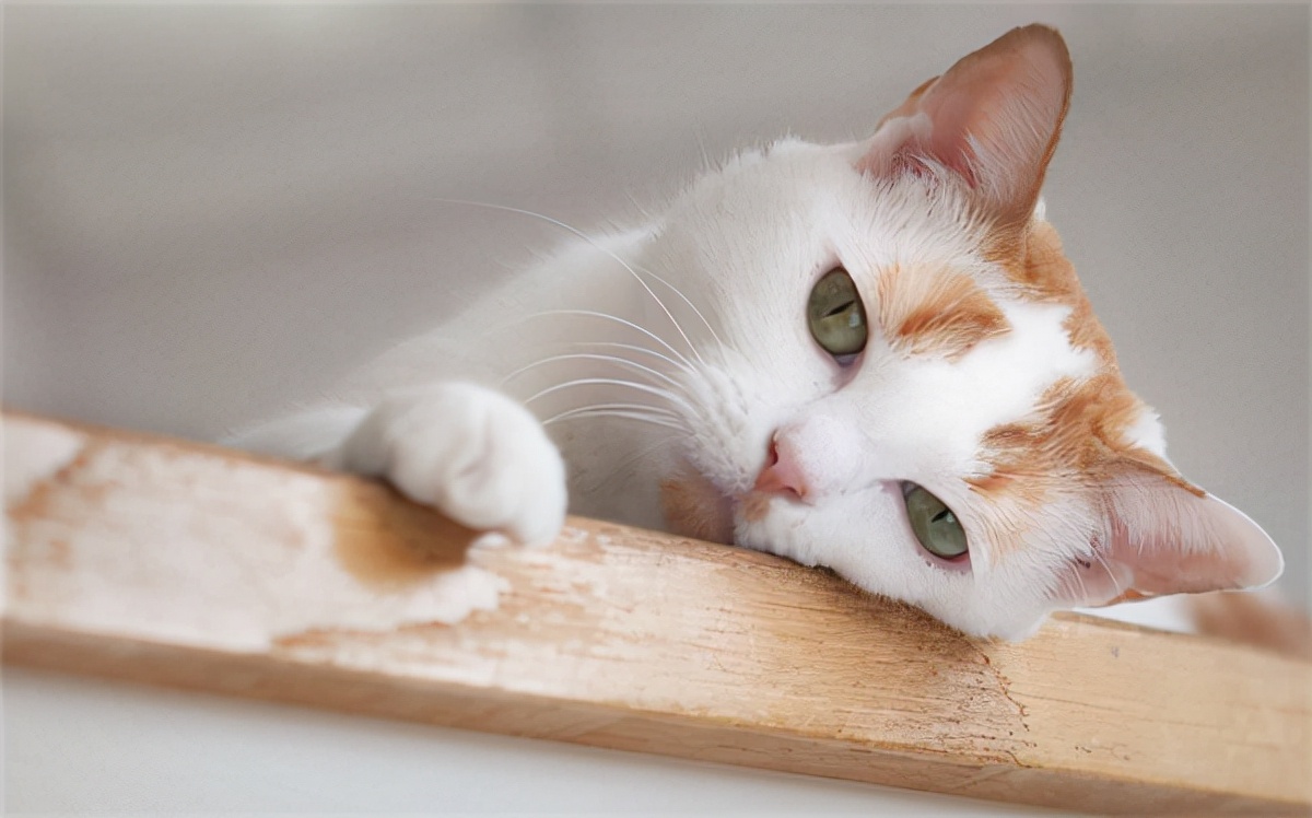 貓咪可以吃米飯嗎 寵物貓咪長期吃米飯有什麼影響
