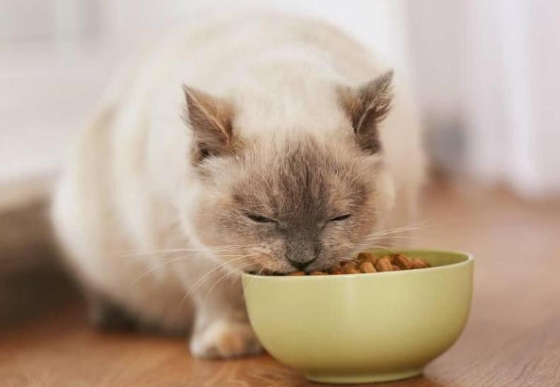 幼貓一天吃多少貓糧 兩個月小貓一頓吃多少粒貓糧