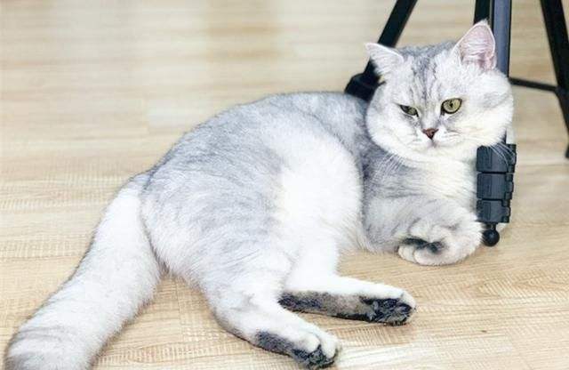 銀漸層屬於英短還是美短 純種銀漸層貓的優缺點