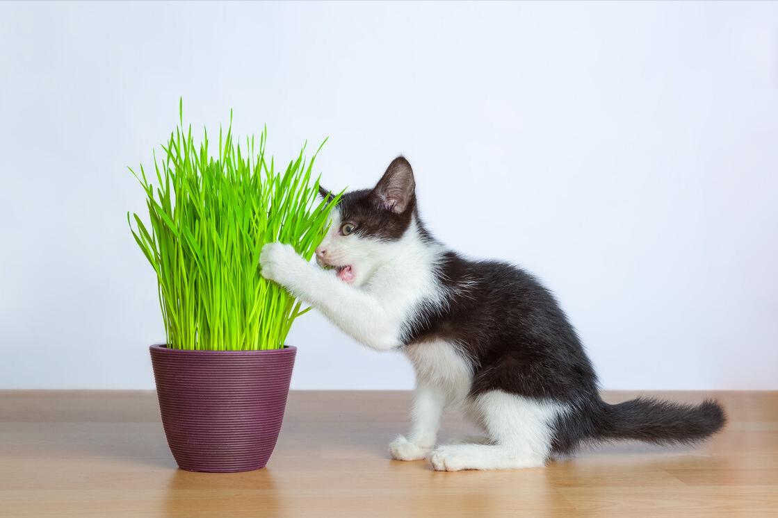 貓咪快速催吐的四種方法 貓咪吃瞭異物緊急催吐的方法