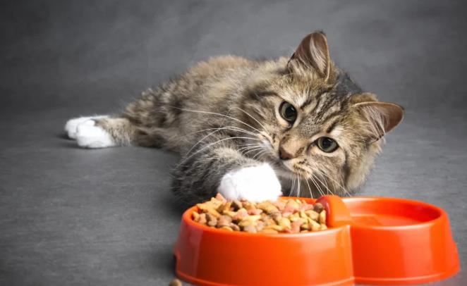 小貓吐食物是怎麼回事 小貓吃完東西為什麼會嘔吐食物