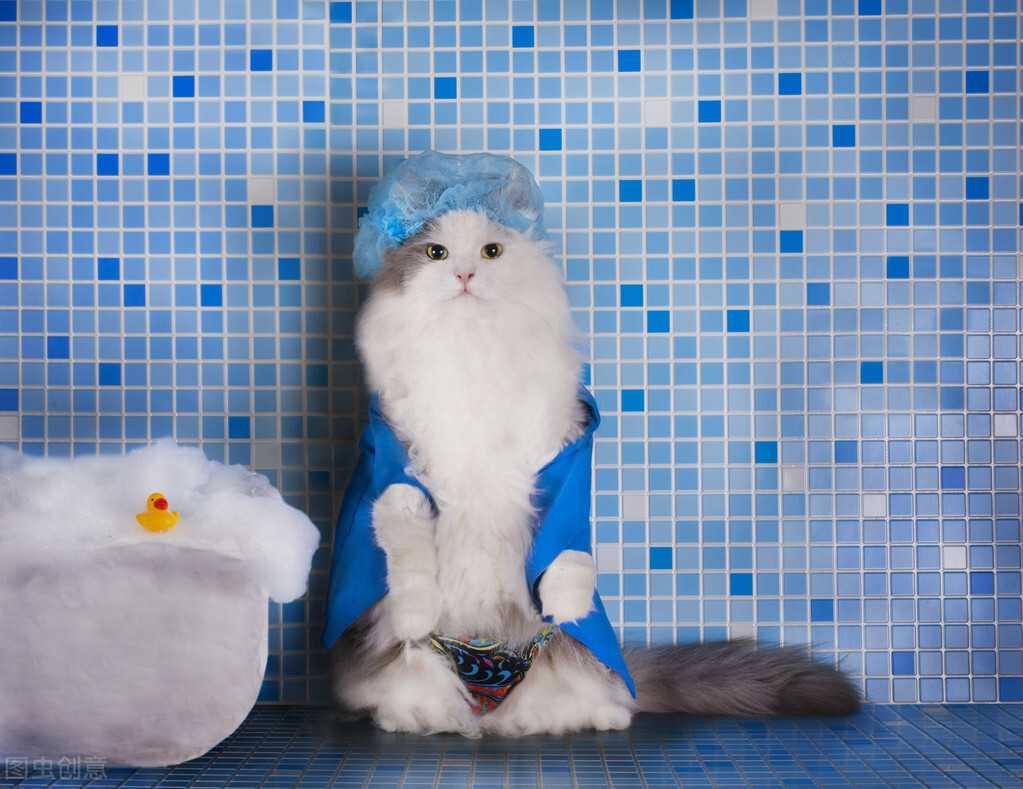 貓為什麼怕水不敢洗澡 大部分貓為什麼怕水的原因