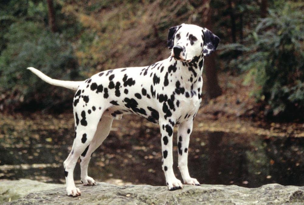 斑點狗是什麼品種 斑點狗是傢養名貴小型犬品種嗎