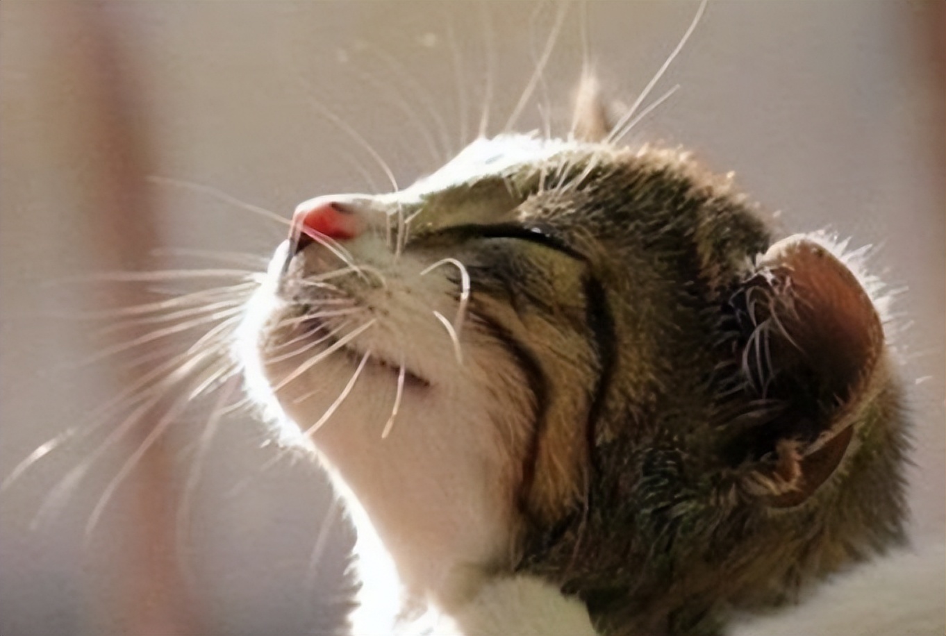 貓咪感冒能自愈嗎 小貓著涼打噴嚏怎麼辦