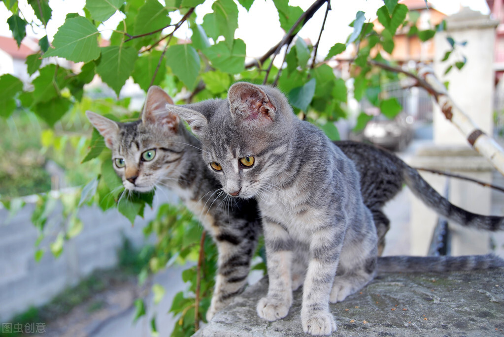 老貓接受新貓前兆 怎麼讓原住貓和新貓度過磨合期