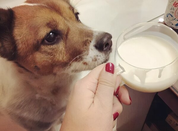 狗能喝牛奶嗎 成年狗可以喝少量純牛奶嗎