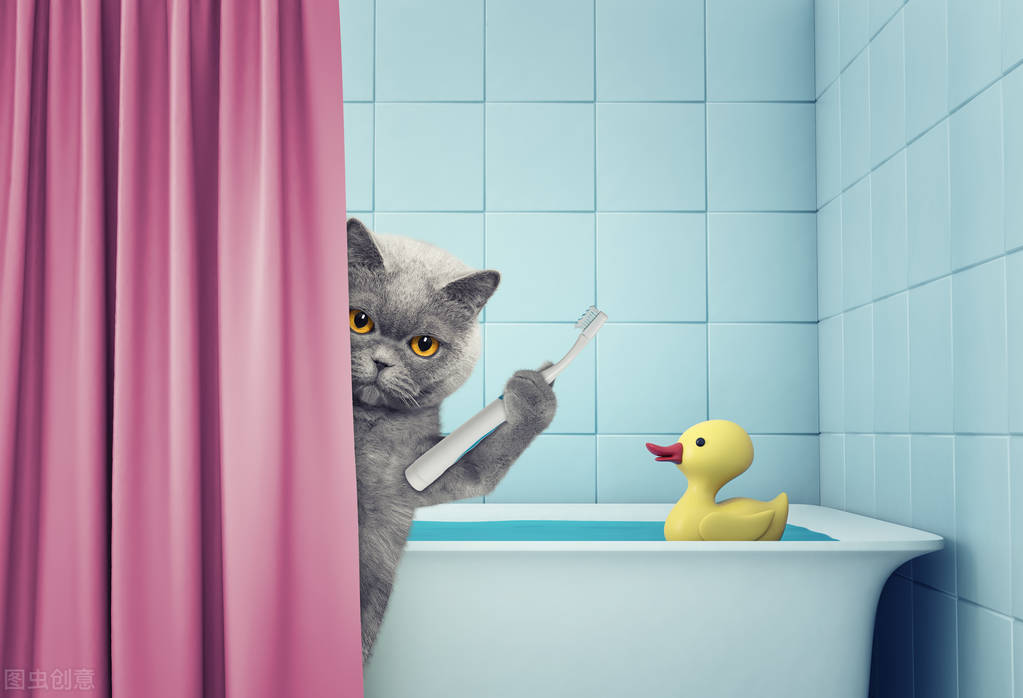 幼貓多大可以洗澡 兩個月小貓多久洗一次澡合適