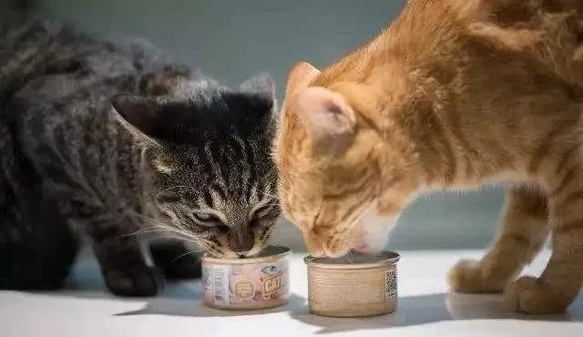 貓一天吃幾頓比較好 兩個月大的小貓一天吃多少貓糧