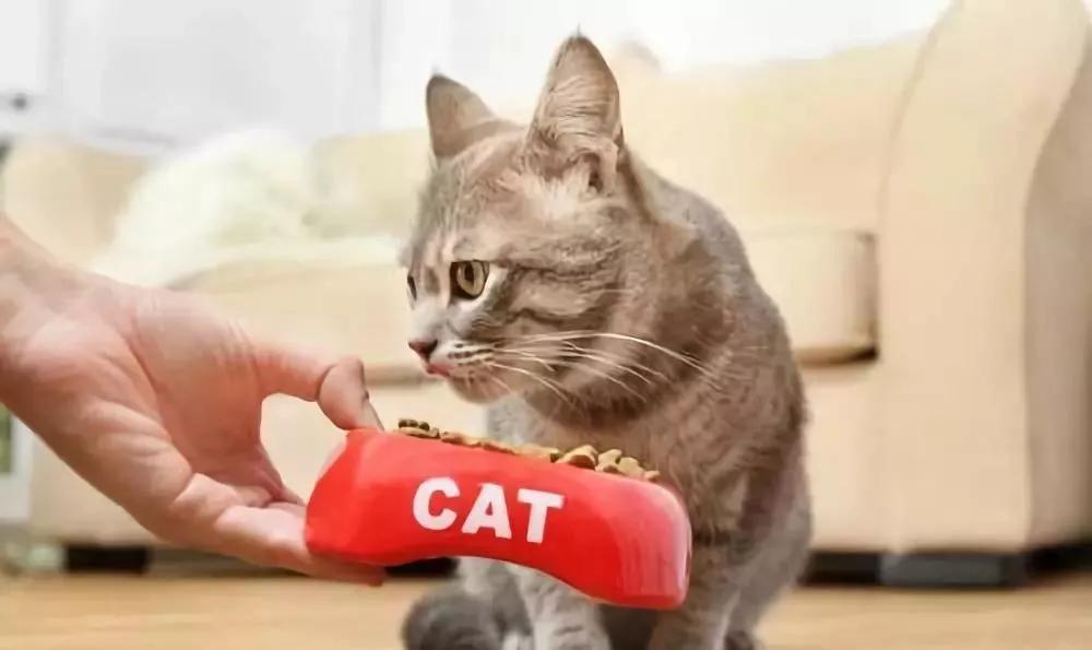 貓一天吃幾頓比較好 兩個月大的小貓一天吃多少貓糧