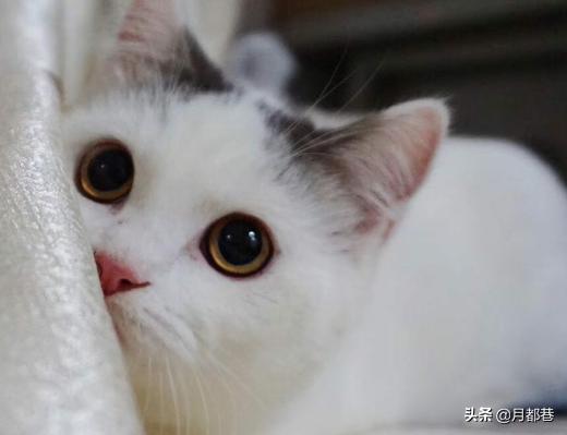 矮腳曼基康多少錢一隻 2023曼基康貓幼崽的價格