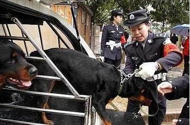 捷克狼犬在中國禁養嗎 血統最純正的捷克狼犬在農村禁養嗎