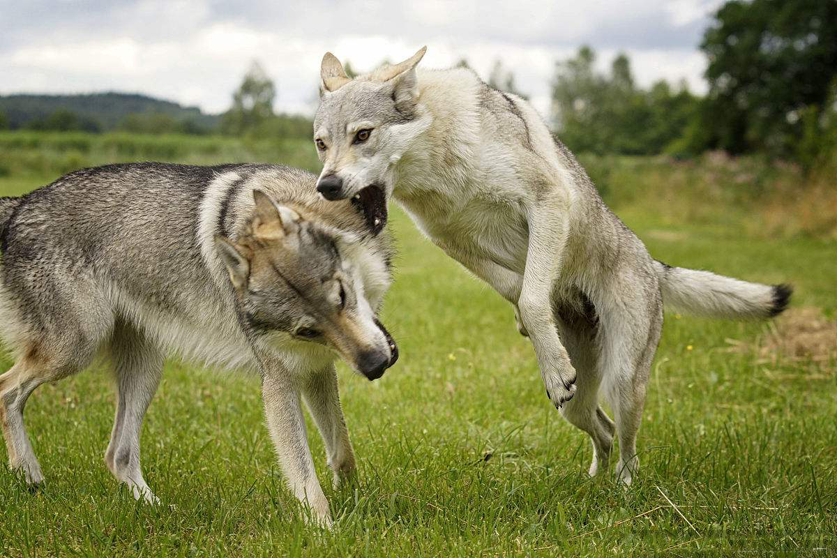 捷克狼犬在中國禁養嗎 血統最純正的捷克狼犬在農村禁養嗎