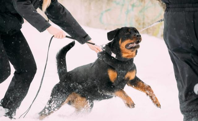 捷克狼犬在中國禁養嗎 血統最純正的捷克狼犬在農村禁養嗎