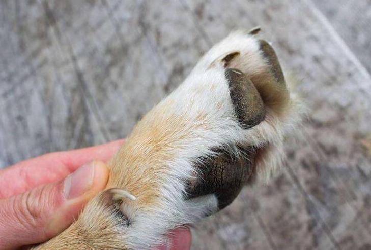 小狗的腳印像什麼形狀 狗狗腳丫子的幾個秘密