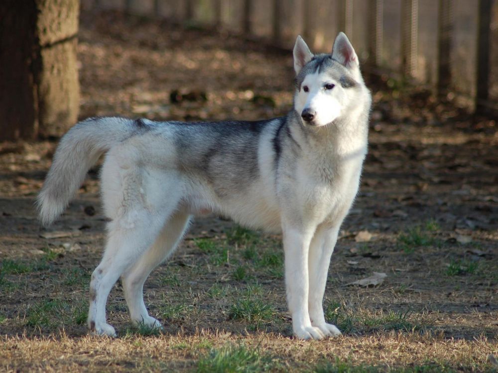 西伯利亞雪橇犬是哈士奇嗎 西伯利亞雪橇犬多少錢一隻