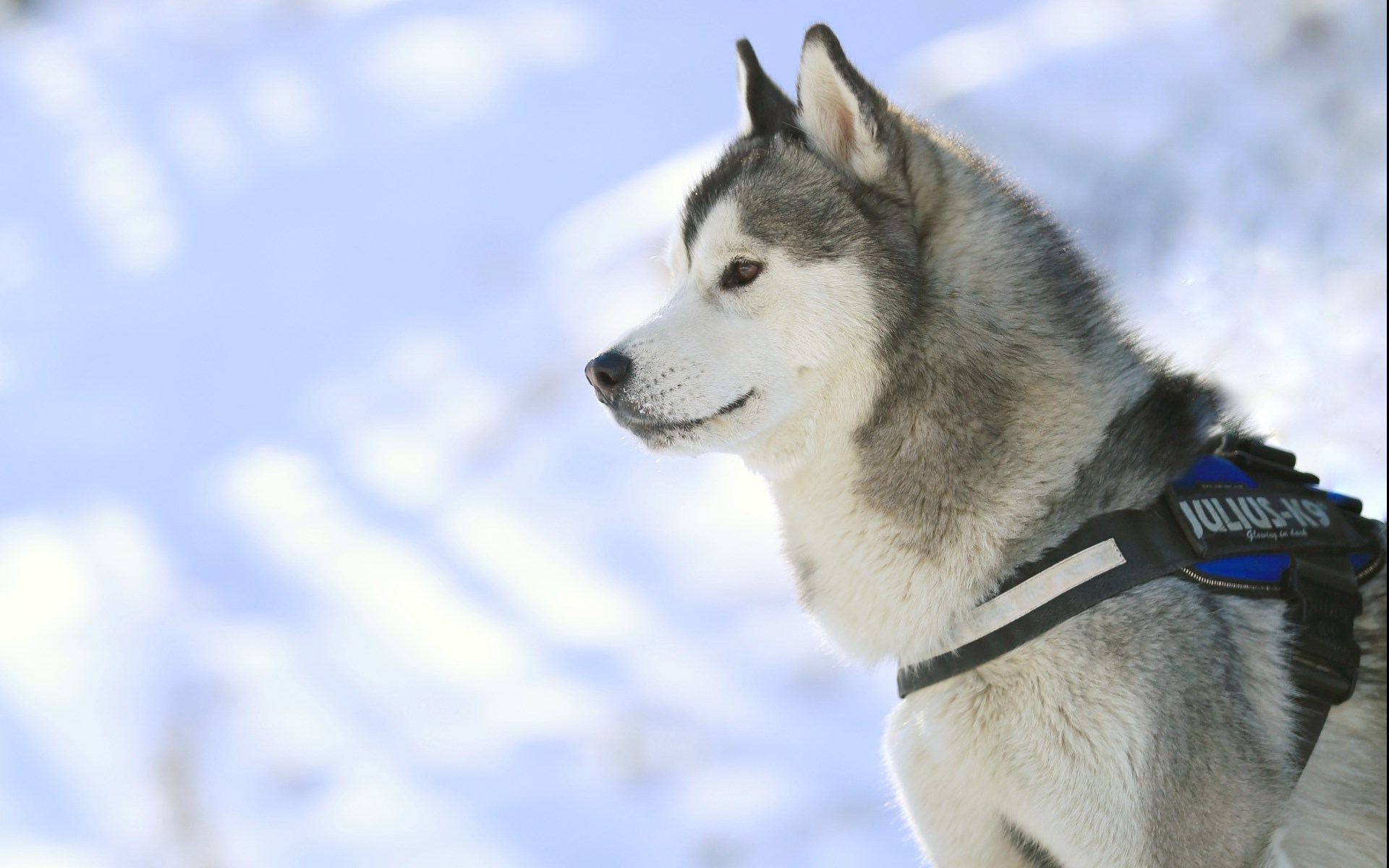 西伯利亞雪橇犬是哈士奇嗎 西伯利亞雪橇犬多少錢一隻