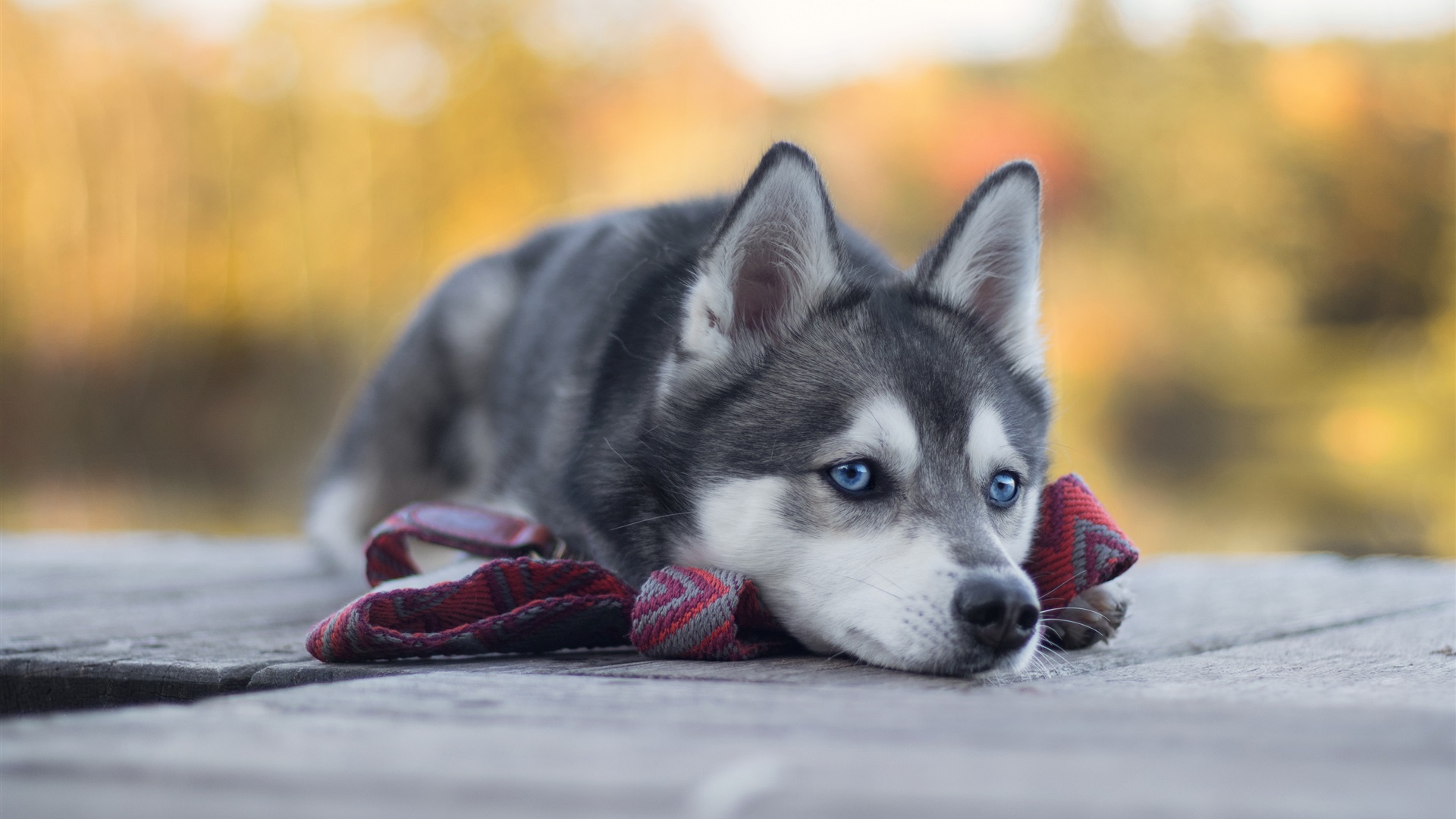 西伯利亞雪橇犬是哈士奇嗎 西伯利亞雪橇犬多少錢一隻