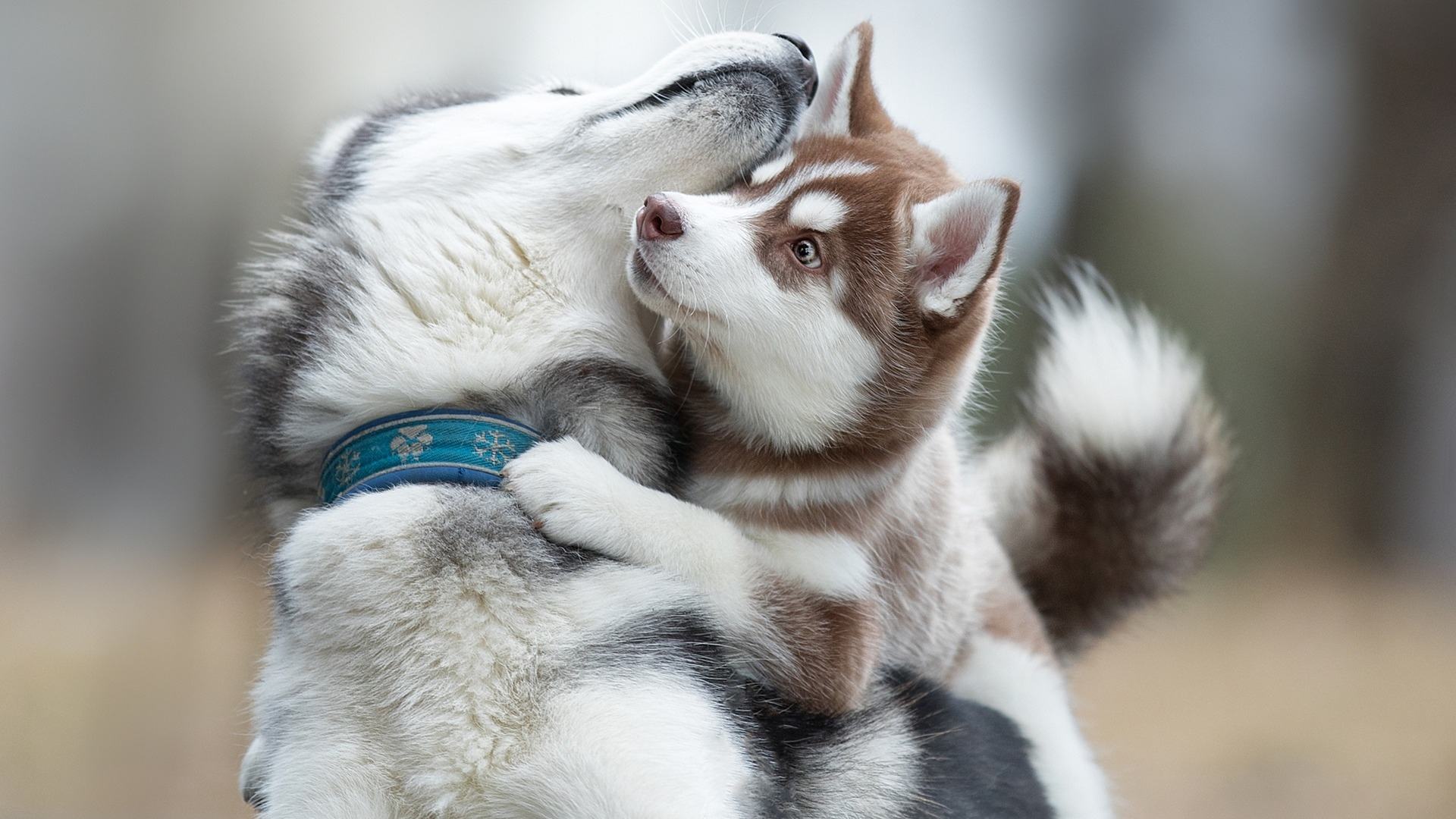 西伯利亞雪橇犬是哈士奇嗎 西伯利亞雪橇犬多少錢一隻