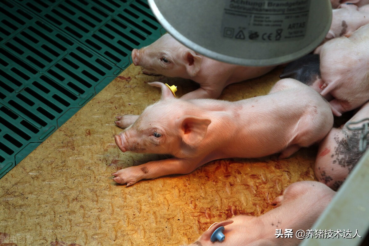 小豬拉稀最簡單的方法 剛出生的小豬拉稀脫水急救方法