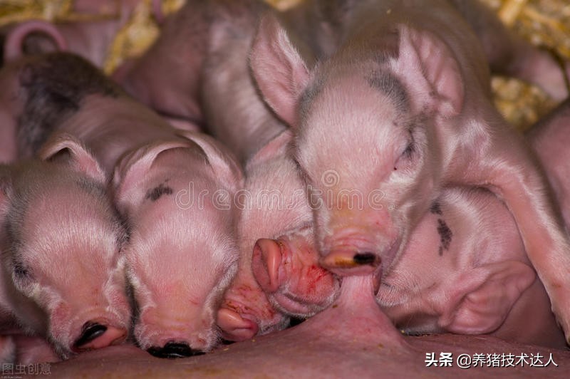 小豬拉稀最簡單的方法 剛出生的小豬拉稀脫水急救方法