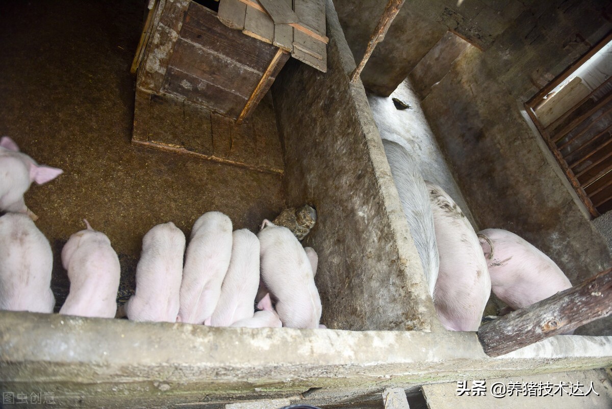 小豬拉稀最簡單的方法 剛出生的小豬拉稀脫水急救方法