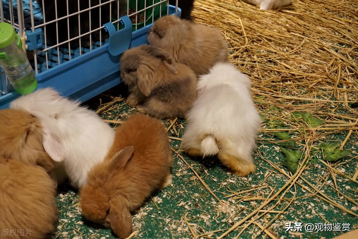 兔子窩怎麼搭建 傢養兔子窩最簡單的做法