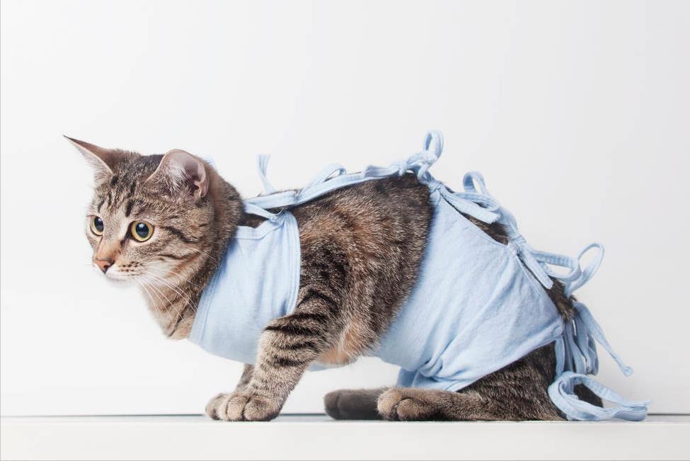 貓絕育的優點和缺點 藍貓做絕育手術的利與弊