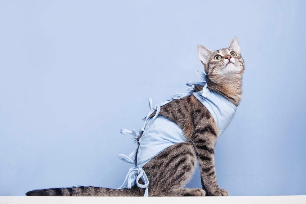 貓絕育的優點和缺點 藍貓做絕育手術的利與弊