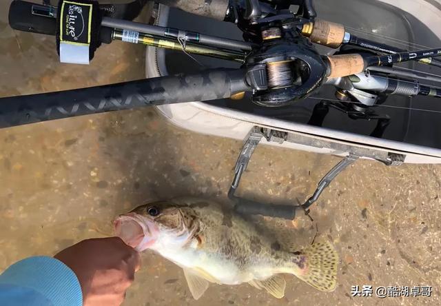 小雞飼料加藍鯽開餌好嗎 野釣小雞飼料打窩效果怎麼樣