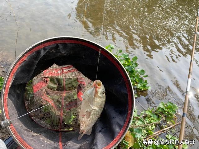 酒米發窩最快最有效的辦法 野釣酒米打窩的正確方法