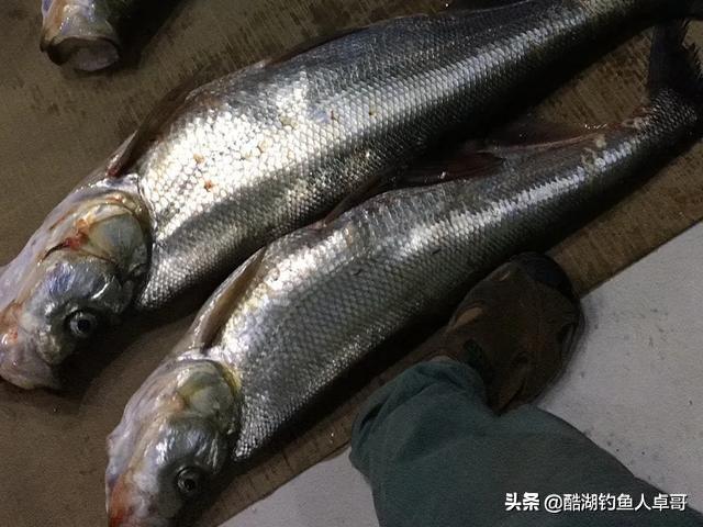 釣草魚用多粗的主線和子線 野釣草魚鯉魚用什麼線組合適